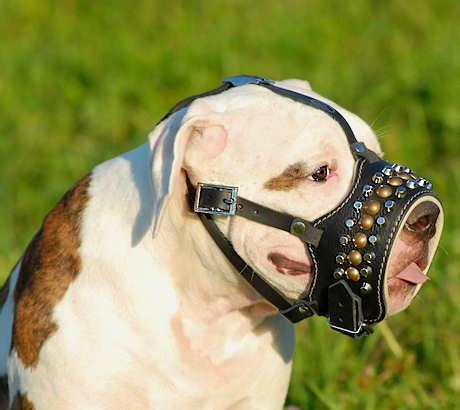 american bulldog muzzle|muzzles for american bullies.